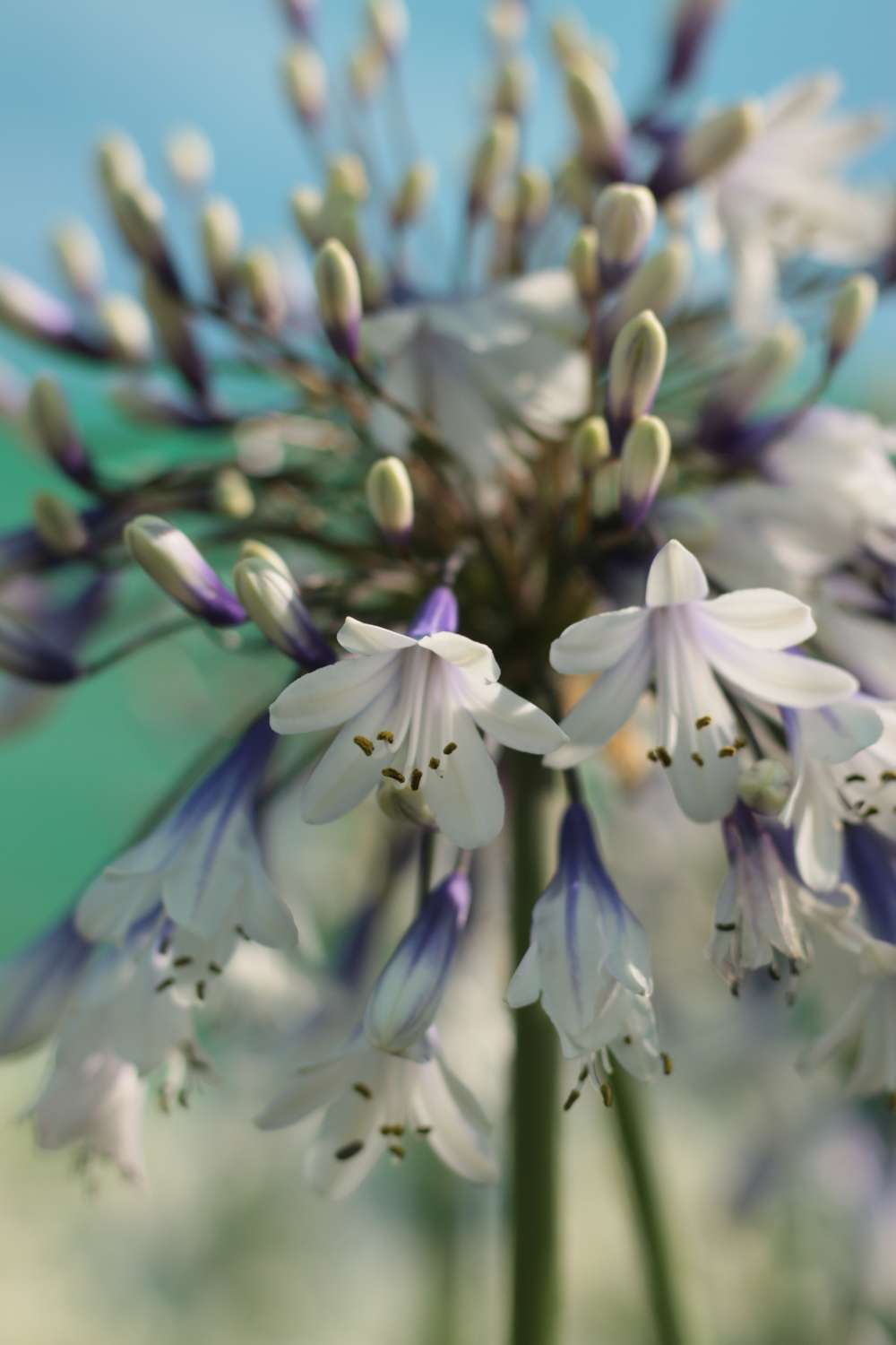 Skærmlilje 'Fireworks'